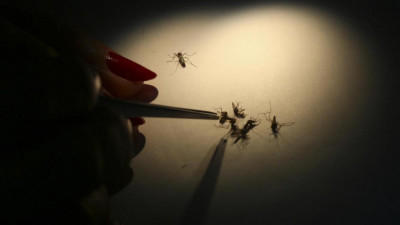 Индонезияда денге қызбасынан көз жұмғандар саны артты