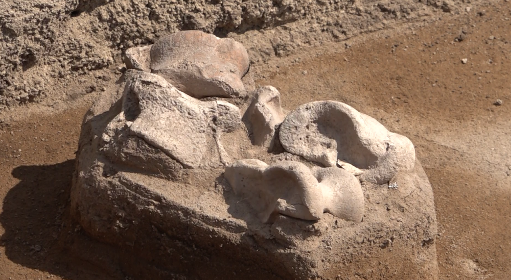 Ертіс өңірінің ежелгі тұрғындары малшылар болған – археолог